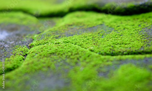 moss background. green moss on brick