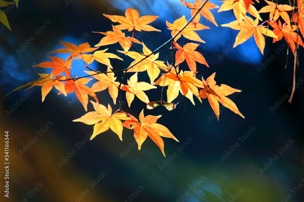 아름다운 가을 단풍