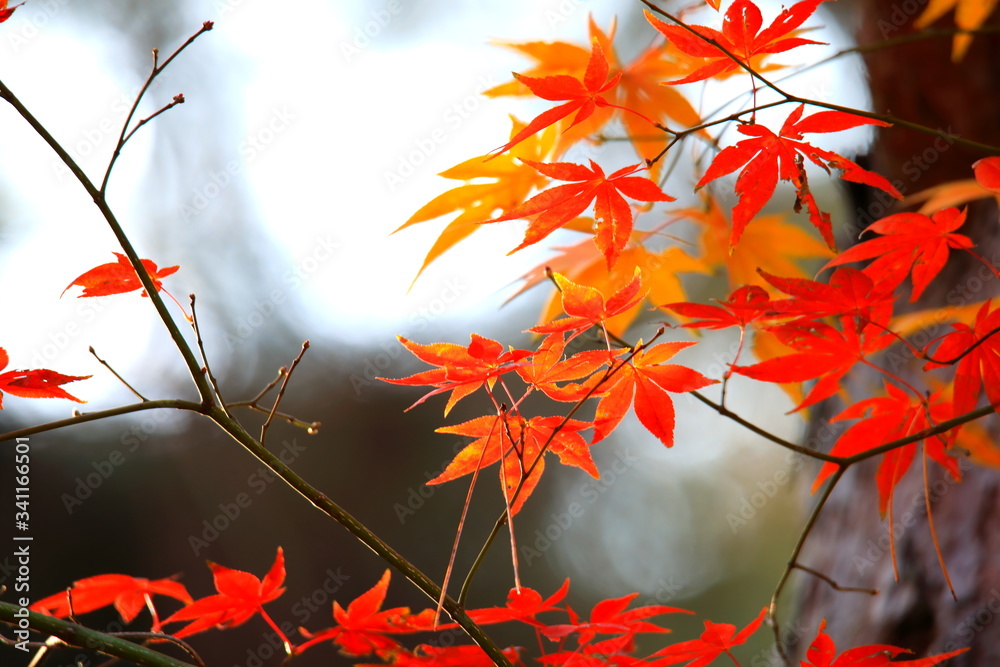 아름다운 가을 단풍