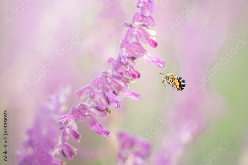 blue banded bee in flight, with purple flower field