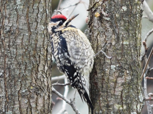 Downey Woodpecker on Tree