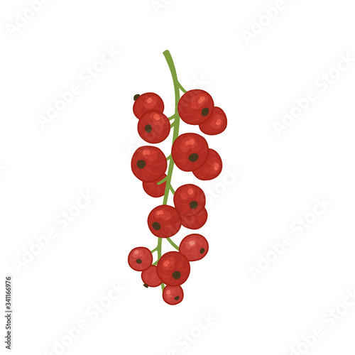 Vector illustration with red currant berries. Bright shrub fruits in watercolor style for the design of tea, juice, jam, wine, lemonade, sweets and eco - products. Isolated on a white background.