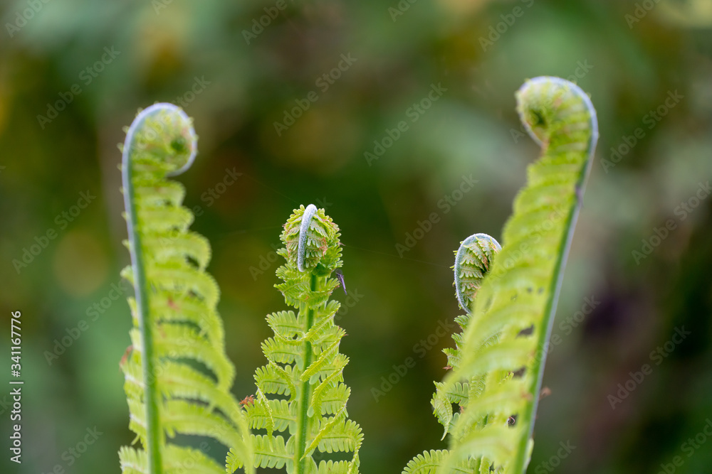 Naklejka premium ferns in the forest