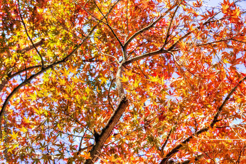 Autumn tree with red and yellow maple leaves background photo