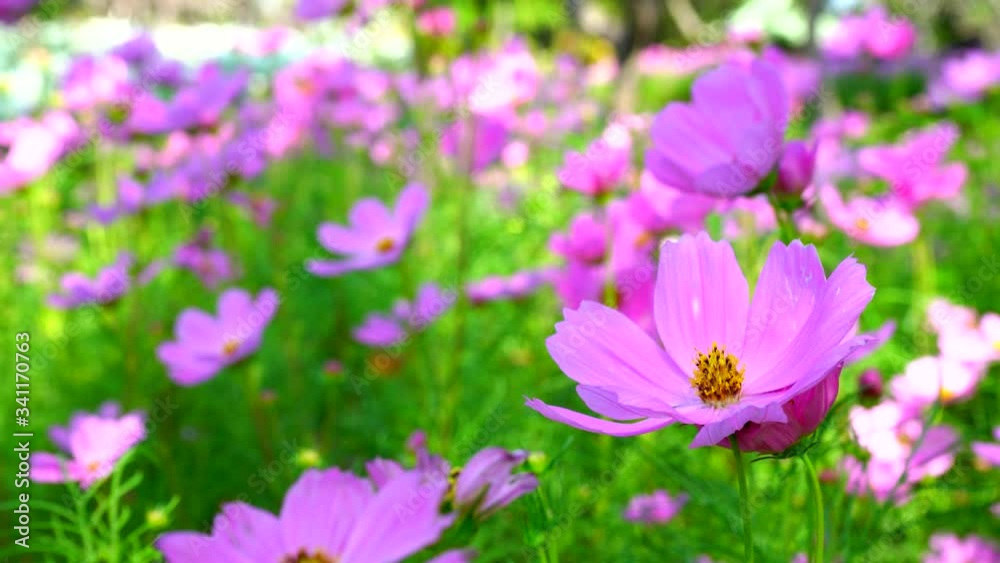 Beautiful nature spring fresh pink cosmos flowers in garden and wind blowing. Beautiful nature spring fresh pink cosmos flowers in garden and wind blowing.
