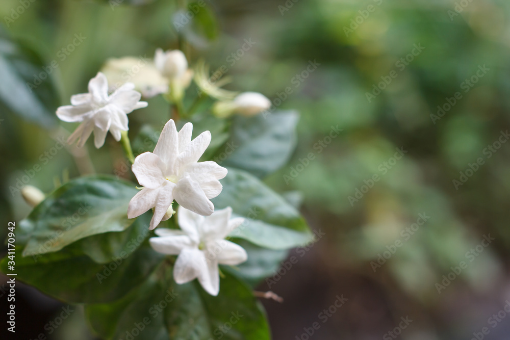 Jasmine blooming in the garden Jasmine blooming in the garden