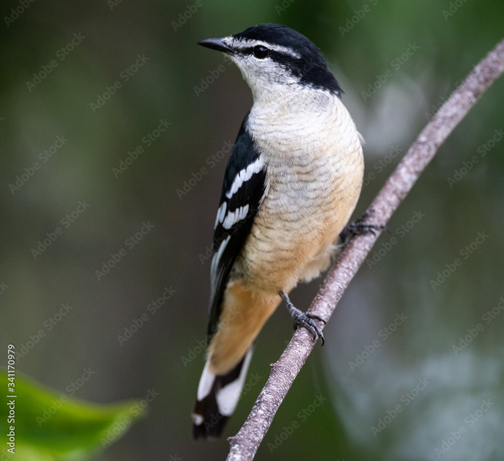 Obraz premium Female Varied Triller (Lalage leucomela) at Holmes Jungle National Park, Darwin, Northern Territory, Australia