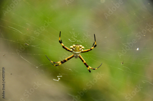Exotic yellow spider on it's web
