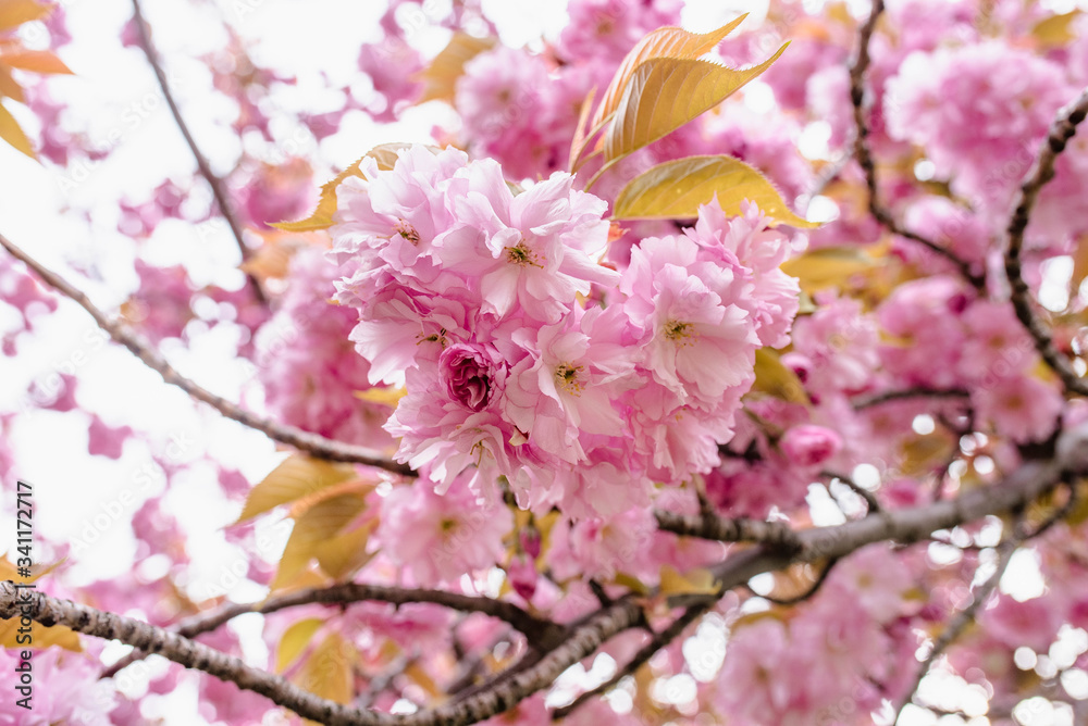 
Wonderful bokeh macro cherry blossom flowers for your background from New York in April and May. Spring is an amazing time to take photos in Brooklyn and Manhattan for closeups and blooming trees.
