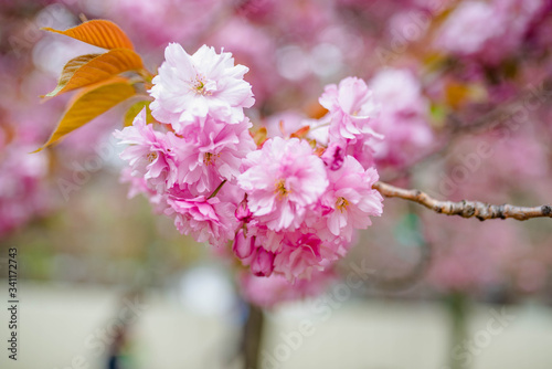 Wonderful bokeh macro cherry blossom flowers for your background from New York in April and May. Spring is an amazing time to take photos in Brooklyn and Manhattan for closeups and blooming trees. photo