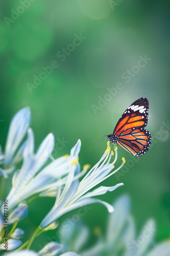 Butterfly in nature © Rawpixel.com