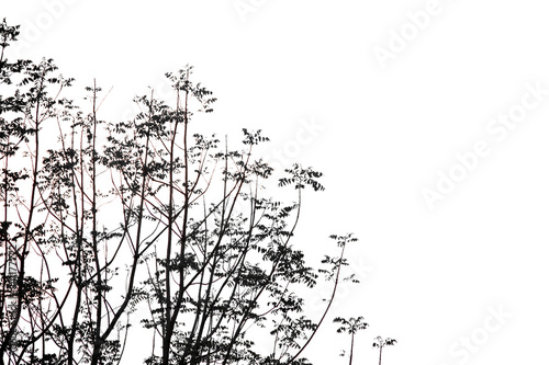 Branches of evergreen trees on isolated, cut plant leaves on a white background with a clipping path.