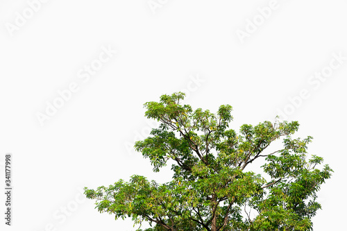 Branches of evergreen trees on isolated  cut plant leaves on a white background with a clipping path.