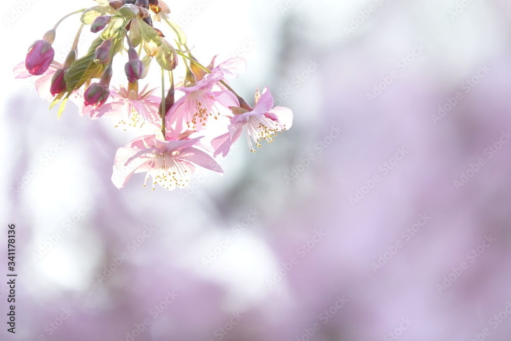 Naklejka premium 河津桜