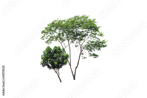 Two green tree on isolated, an evergreen leaves plant di cut on white background with clipping path..