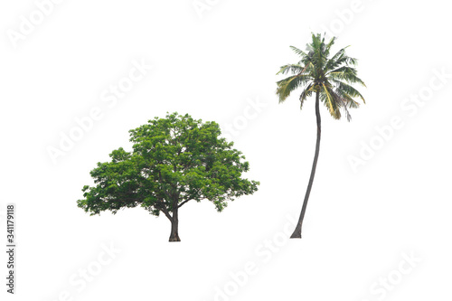 Green tree and coconut on isolated  an evergreen leaves plant di cut on white background with clipping path..