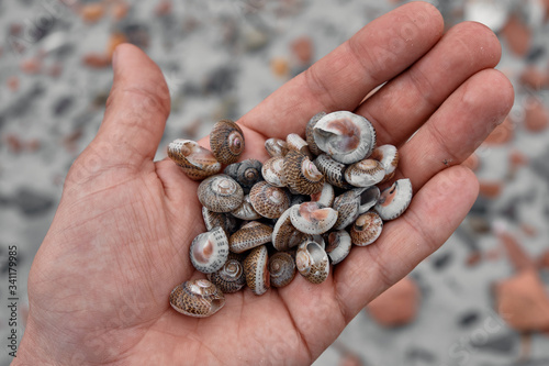 Close up of a man holding sea shells in his hand. Colored small seashells on the beach. Top view