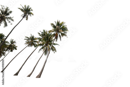 Groups of coconut trees on a white background with the clipping path.. © topten22photo