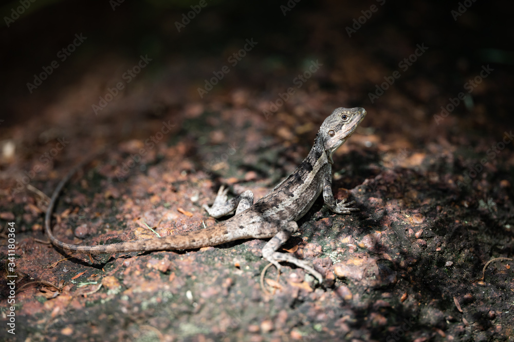 Gilbert's dragon, or Ta Ta Lizard (Lophognathus gilberti), on a rock in George Brown Botanical Gardents tropical Darwin, Northern Territory, Australia Gilbert's dragon, or Ta Ta Lizard (Lophognathus gilberti), on a rock in George Brown Botanical Gardents tropical Darwin, Northern Territory, Australia