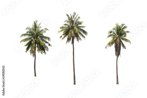 Groups of coconut trees on a white background with the clipping path..