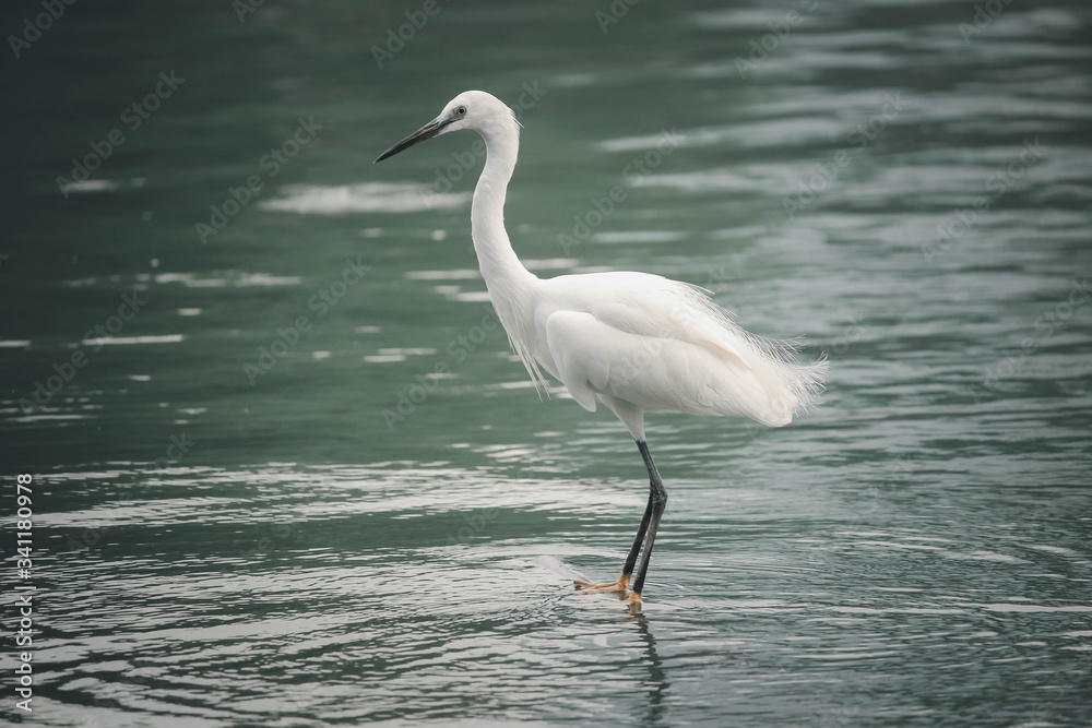 White heron, bittern,or egret bird walking and hunting fish from the river