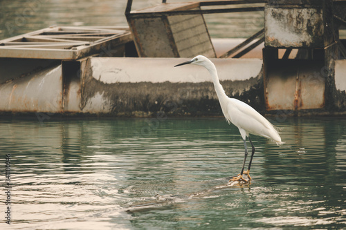 White heron, bittern,or egret bird walking and hunting fish from the river photo