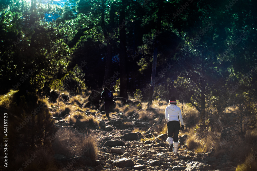 Fototapeta premium in the woods