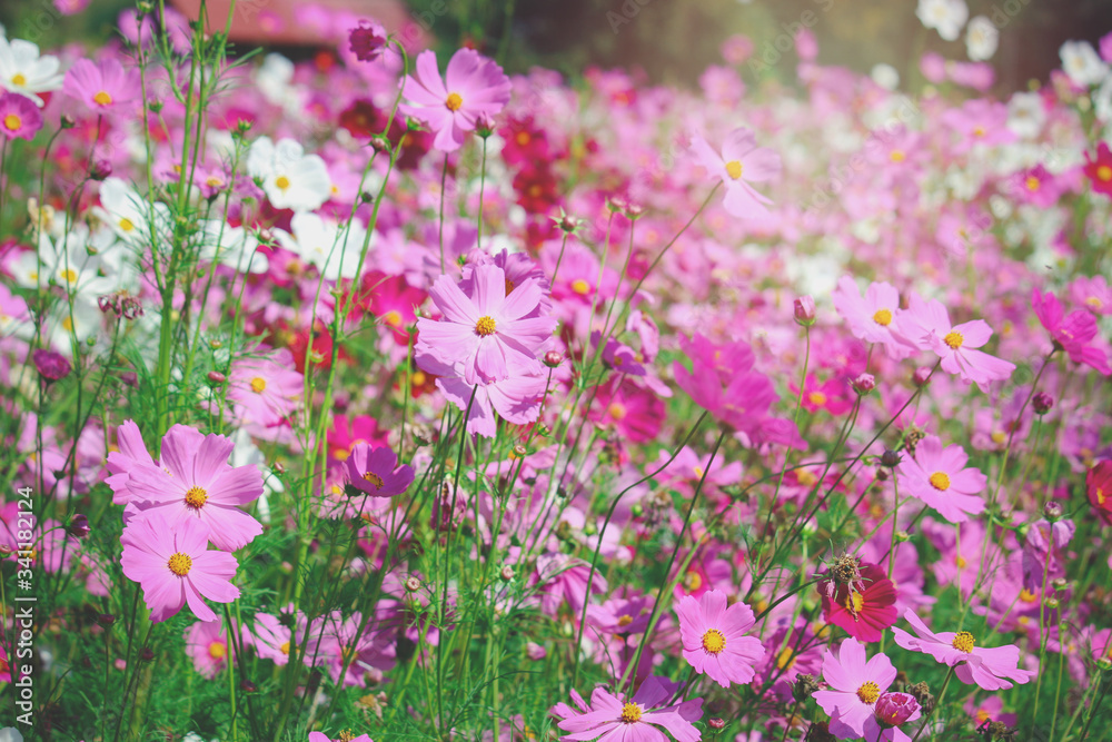Pink cosmos flower blooming cosmos flower field, beautiful vivid natural summer garden outdoor park image. Pink cosmos flower blooming cosmos flower field, beautiful vivid natural summer garden outdoor park image.