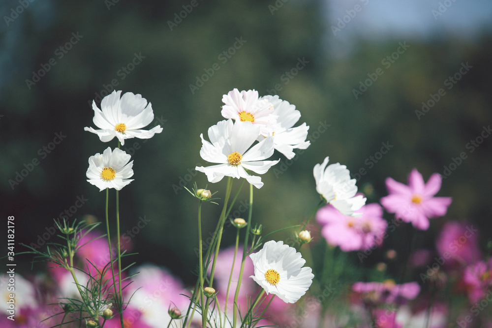 White cosmos flower blooming pink cosmos flower field, beautiful vivid natural summer garden outdoor park image. White cosmos flower blooming pink cosmos flower field, beautiful vivid natural summer garden outdoor park image.