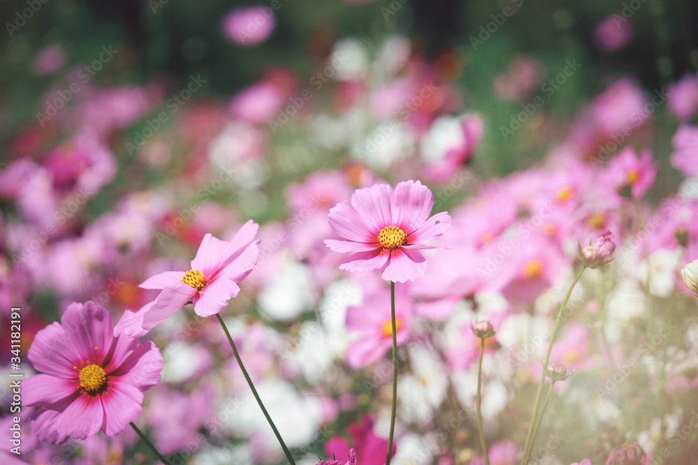 Pink cosmos flower blooming cosmos flower field, beautiful vivid natural summer garden outdoor park image. Pink cosmos flower blooming cosmos flower field, beautiful vivid natural summer garden outdoor park image.