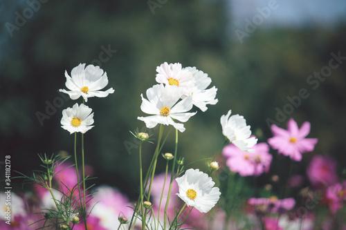 White cosmos flower blooming pink cosmos flower field  beautiful vivid natural summer garden outdoor park image.