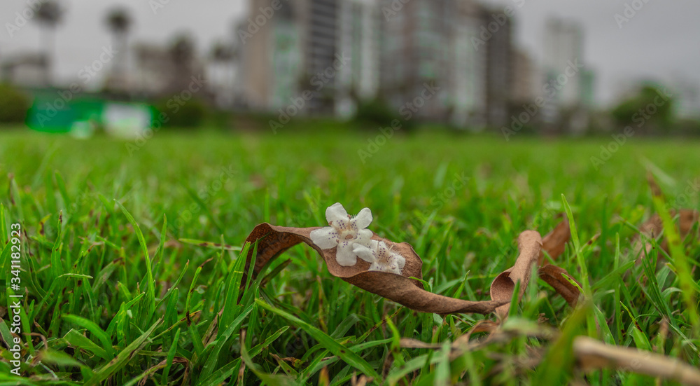 Obraz premium naturaleza 