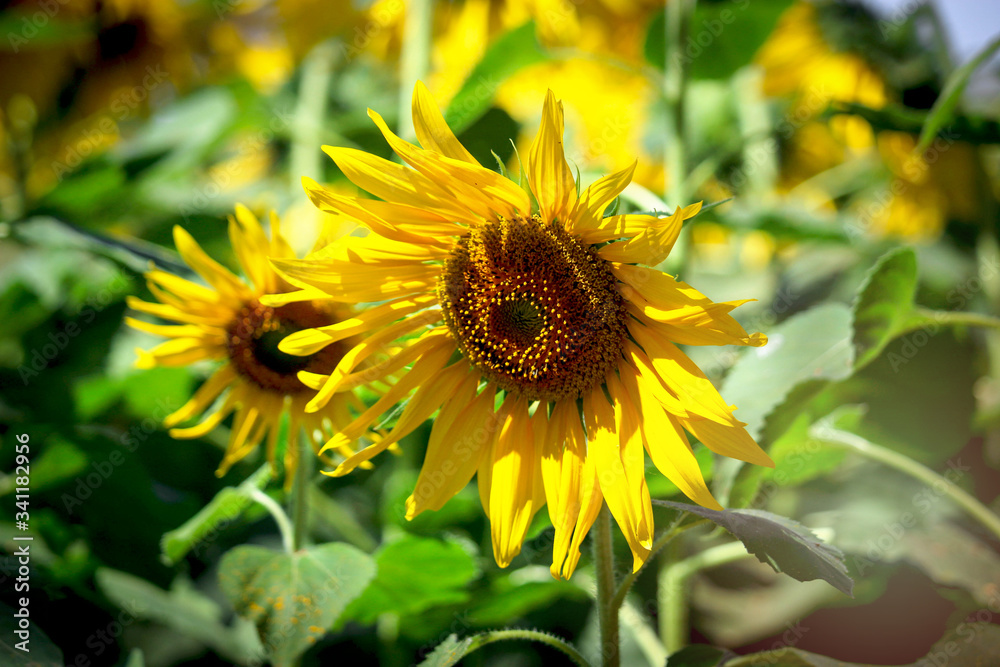 Beautiful yellow sunflower blooming in summer field Beautiful yellow sunflower blooming in summer field