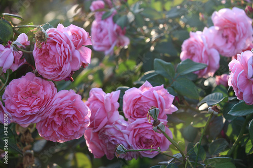Pink English roses blooming in the summer garden, one of the most fragrant flowers, best smelling, beautiful and romantic flowers