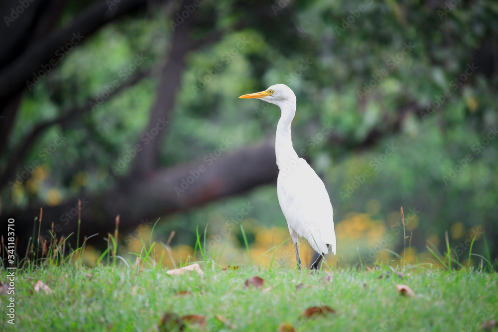 White heron, bittern,or egret bird slowly walking in the green field. White heron, bittern,or egret bird slowly walking in the green field.