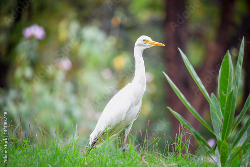 White heron, bittern,or egret bird slowly walking in the green field. photo