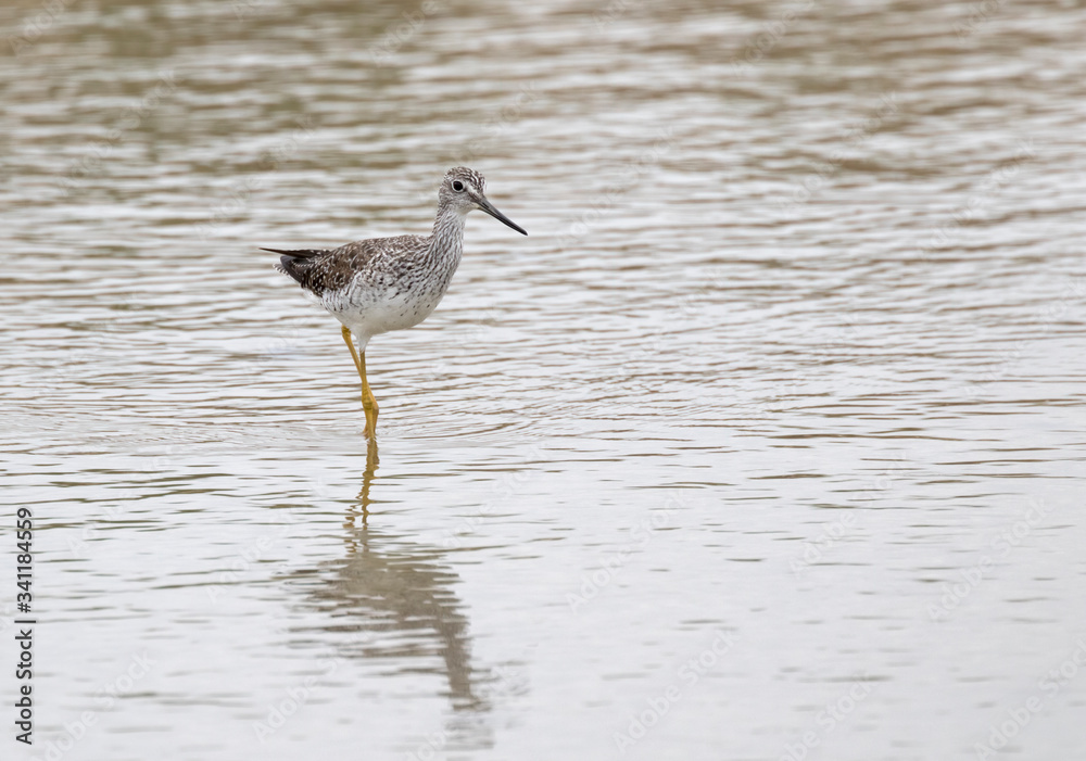 The greater yellow legged sandpiper wading in the Galveston Bay, Texas The greater yellow legged sandpiper wading in the Galveston Bay, Texas