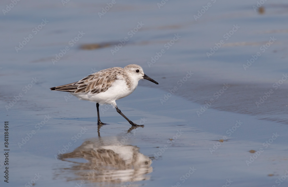 Sanderling Feeding On Beach, Galveston, Texas Sanderling Feeding On Beach, Galveston, Texas