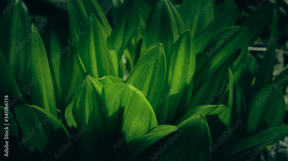 custom made wallpaper toronto digitalFresh tropical green leaves with sun shade. Dark tropical leaf background. Nature spring concept.