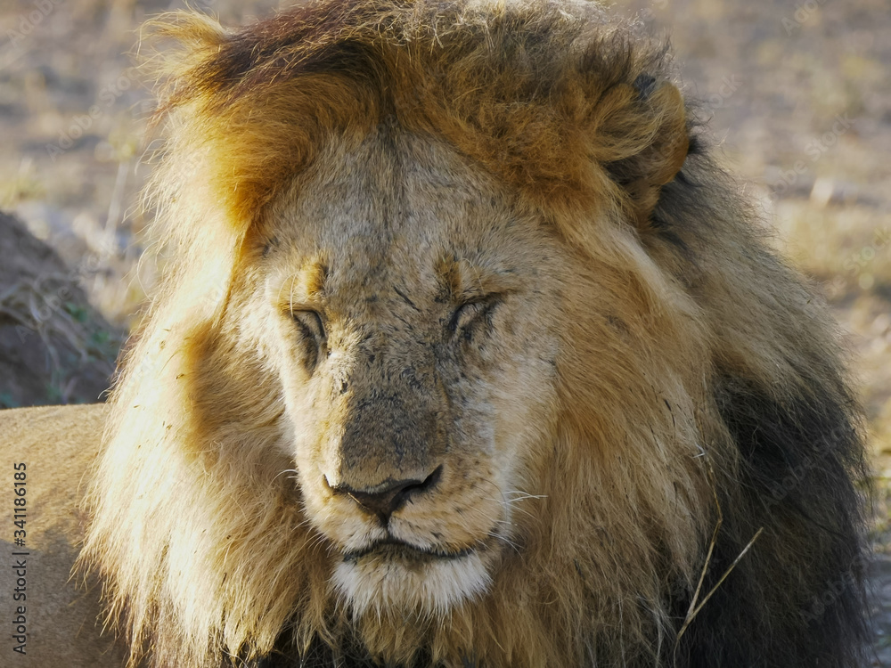 a sleepy male lion opening eyes at serengeti a sleepy male lion opening eyes at serengeti