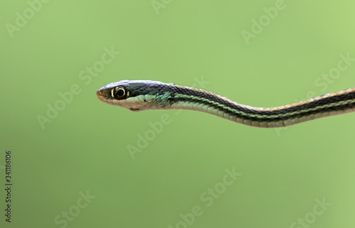 Thamnophis sauritus sauritus, the eastern ribbon snake or common ribbon snake close up photo