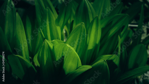 Fresh tropical green leaves with sun shade. Dark tropical leaf background. Nature spring concept.