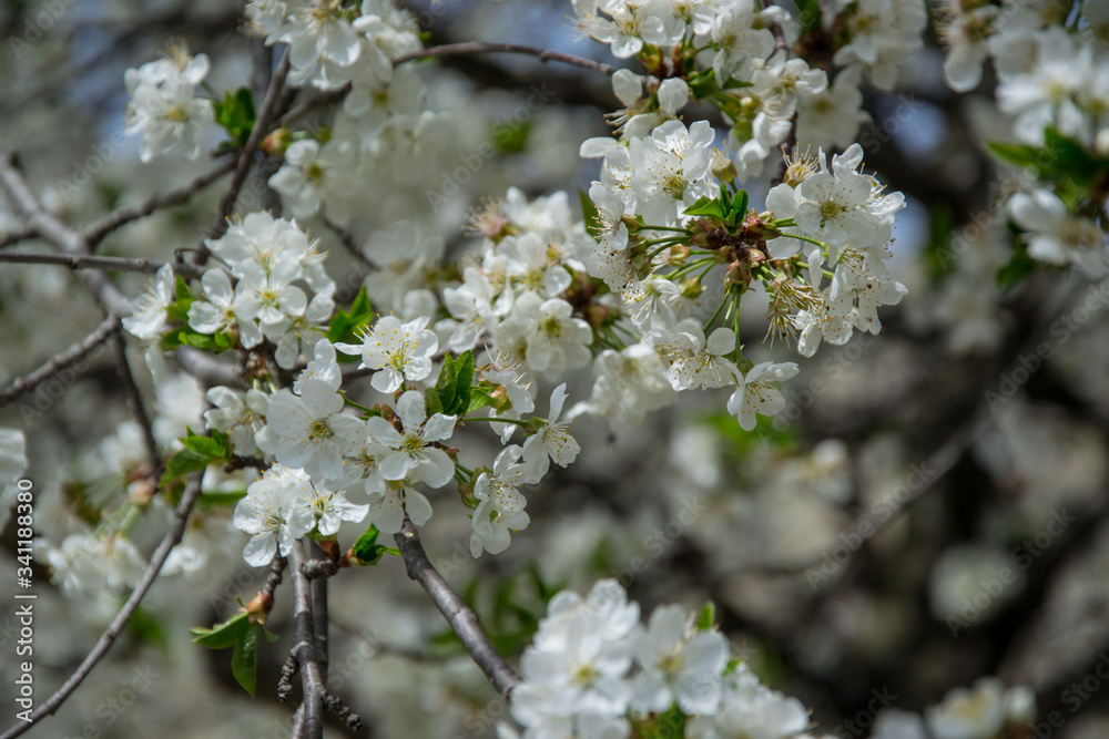 Sour cherry tree blossom, white tender flowers in spring on blue sky, selective focus, seasonal nature flora