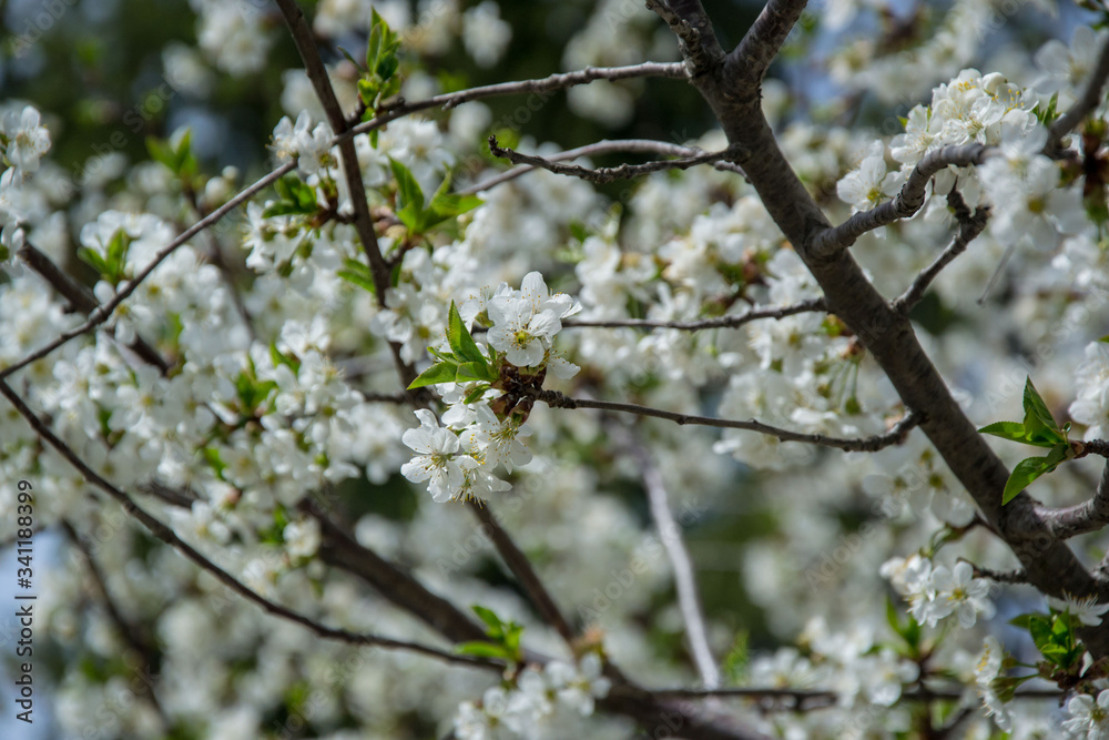 Sour cherry tree blossom, white tender flowers in spring on blue sky, selective focus, seasonal nature flora Sour cherry tree blossom, white tender flowers in spring on blue sky, selective focus, seasonal nature flora