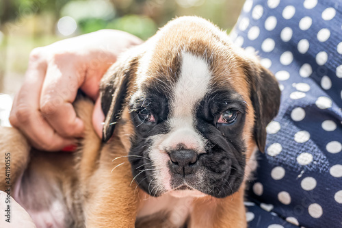 Fototapeta Naklejka Na Ścianę i Meble -  4 weeks young purebred golden puppy german boxer dog in Womans arm
