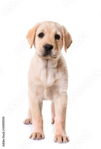 puppy labrador retriever