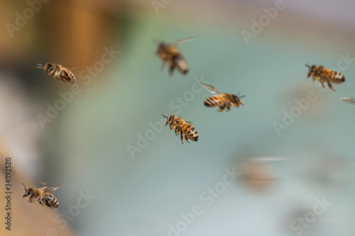 Close up of flying honey bees into beehive apiary Working bees collecting yellow pollen © CL-Medien