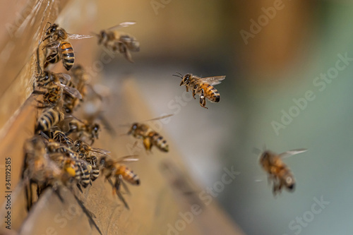 Close up of flying honey bees into beehive apiary Working bees collecting yellow pollen © CL-Medien
