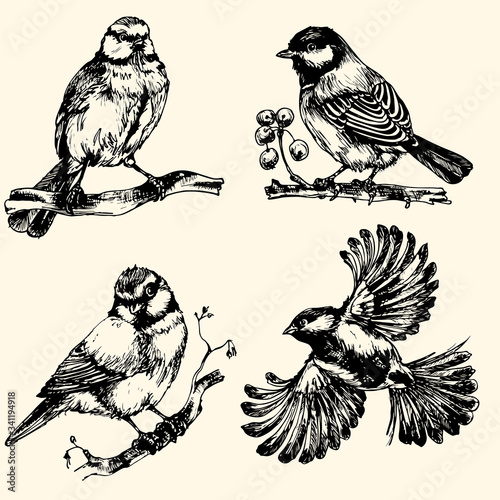 vector monochrome sketch of a bird: the blue tit