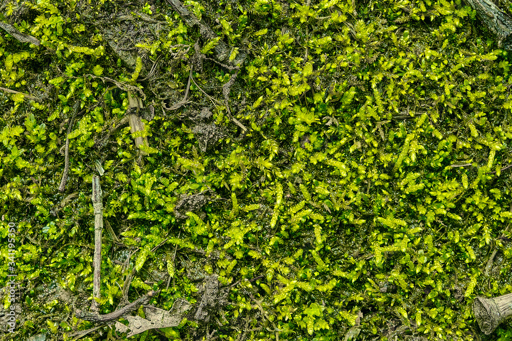 Beautiful texture abstract green fresh grass pattern in spring. Background and wallpapers with copy space Beautiful texture abstract green fresh grass pattern in spring. Background and wallpapers with copy space